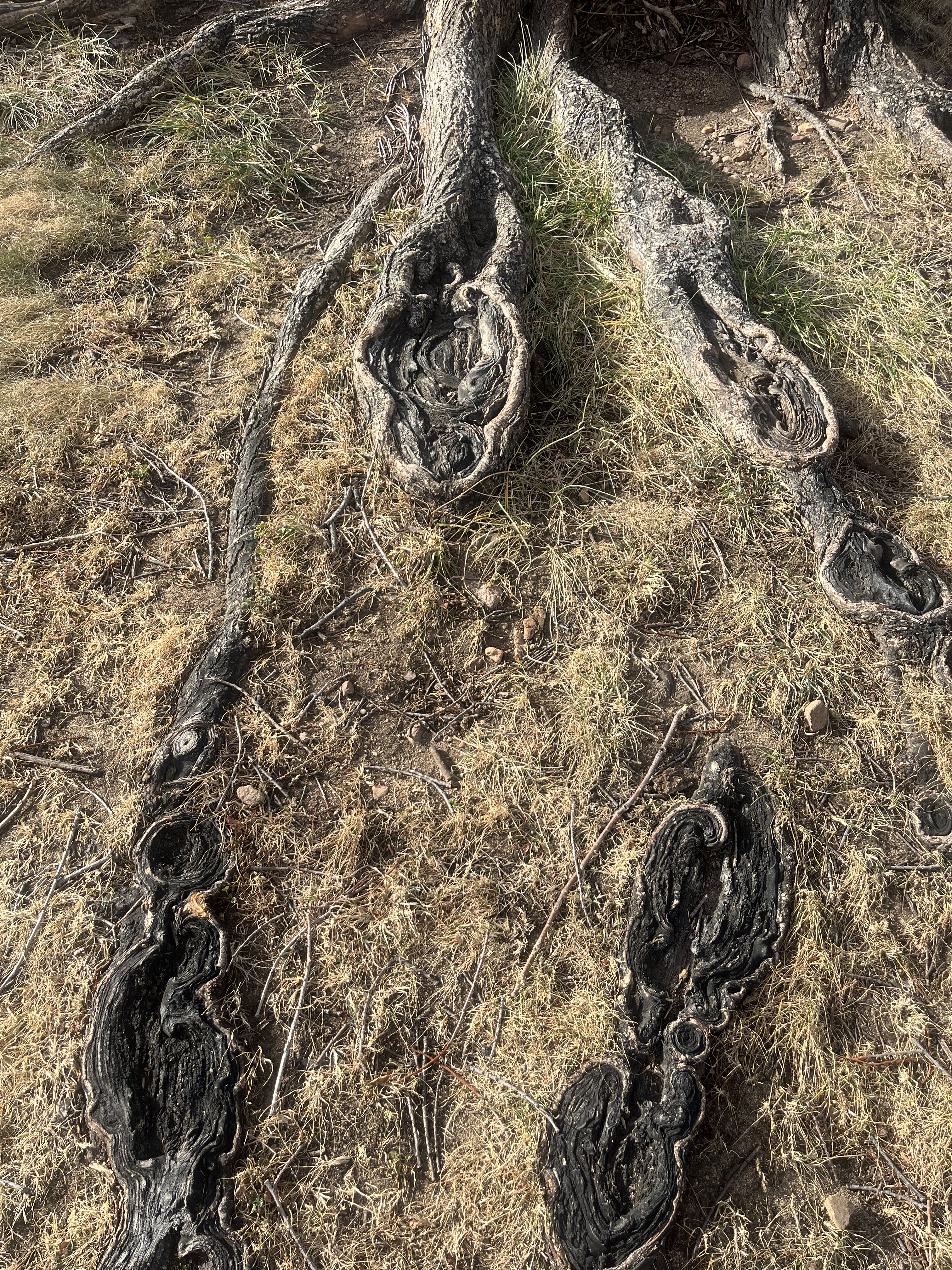 Good, and Discerning Fib, Hyperbole, and lie