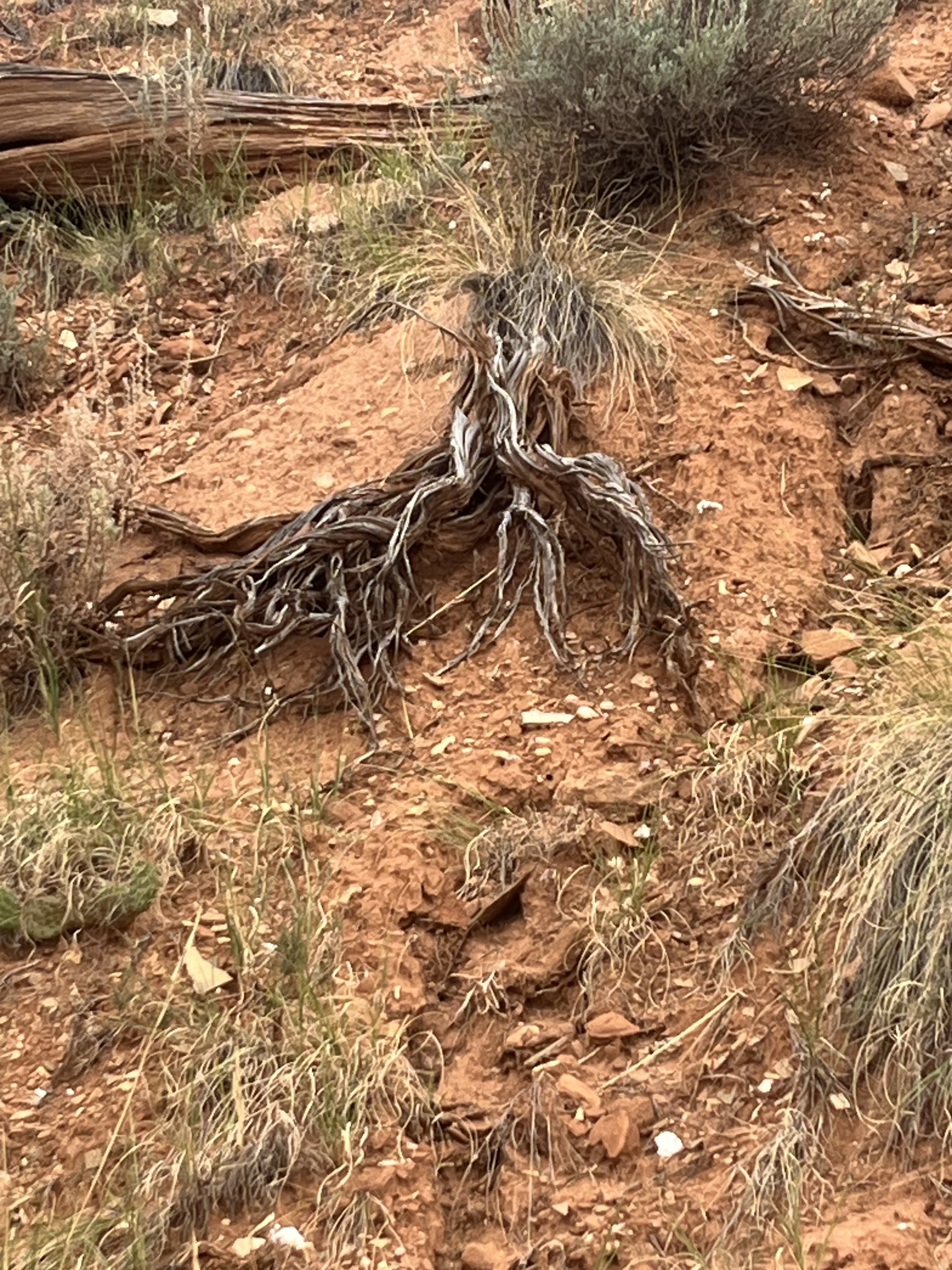 Good and Shooting Ourselves to Death