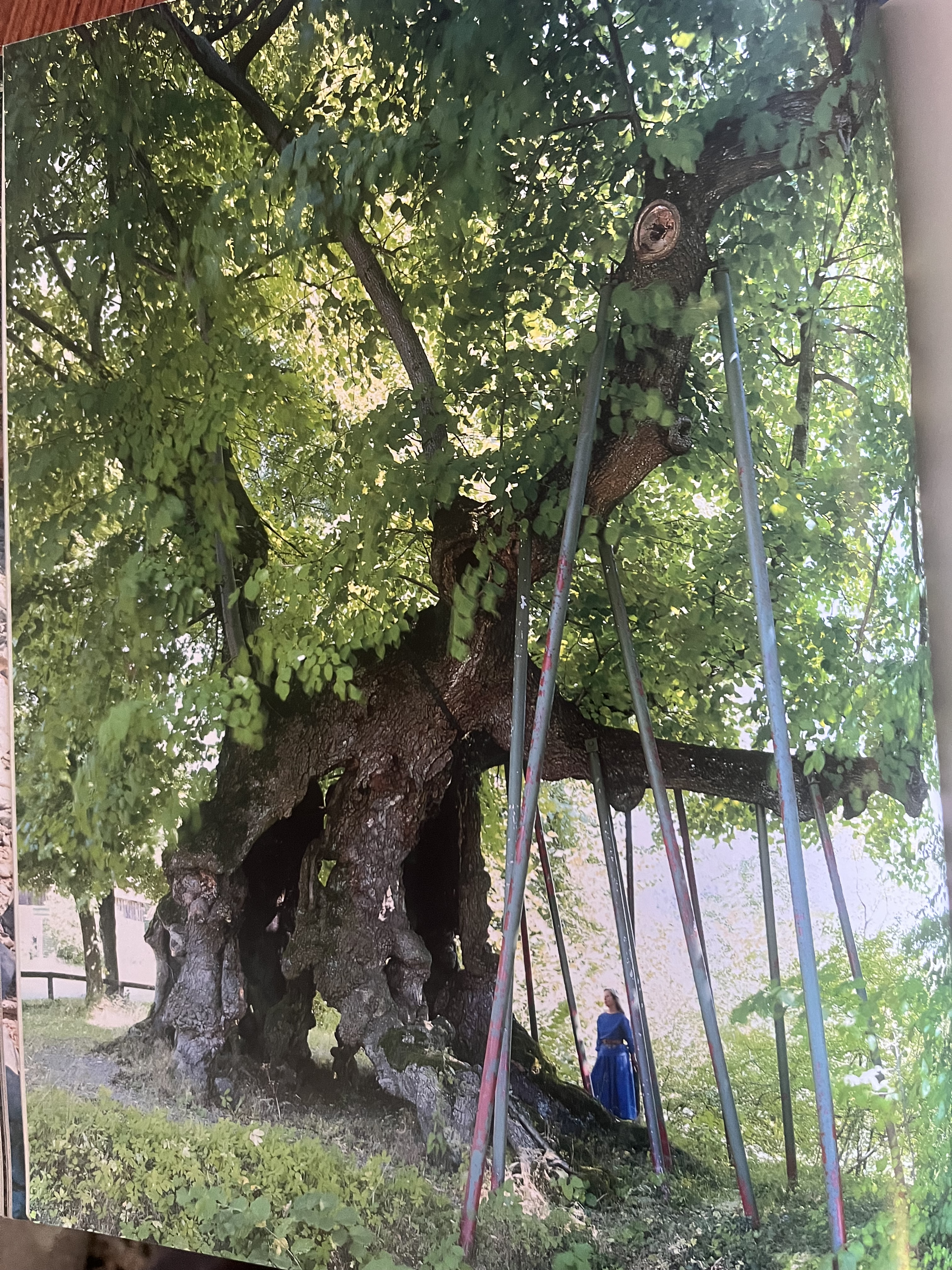 Good, Extremely Shallow or Rooted Radical: Americas Choice.